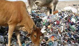 Gau Mata : The Plastic Cow