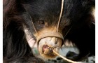 The Hard Life of India’s Dancing Bears