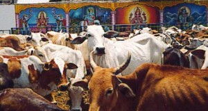 In the land of the holy cow, fury over beef exports