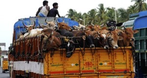 Maharashtra bans beef, 5 years jail, Rs 10,000 fine for possession or sale