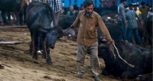 BJP got Rs 2.50 crore in donations from firms exporting buffalo meat
