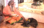 India : Jhansi temple where a ‘bhakt’ dog gets VIP treatment