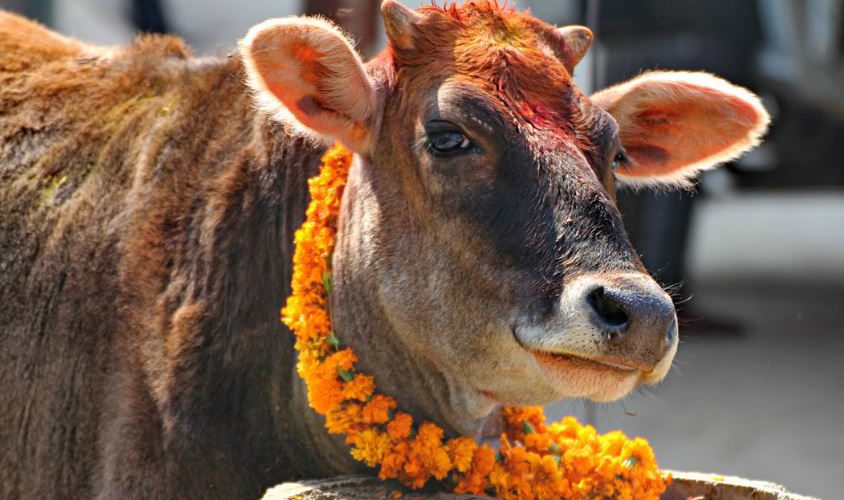 Two Get Five Years Imprisonment For Cow Slaughter in UP | Hindu ...