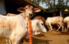 Gujarat to punish cow slaughter with life sentence