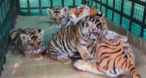 Video : Indian orphaned tiger cubs given fake Mum Tiger