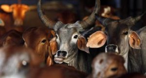 Beef ban can mitigate climate change: US researchers