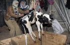 Video : Hindu Girl Exposes Cow Smugglers in Aligarh