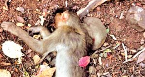 Mathura : 3-4 Monkeys ‘allegedly’ killed then left outside Hanuman Temple daily