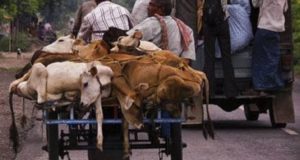 Video : How Cows Are Smuggled to the Slaughter House in front of ‘Hindu Majority’ India