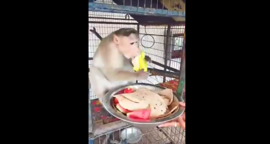 Video : Wedding Held in a Animal Sanctuary To Feed Animals