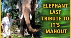Video : Elephant pays tribute to its mahout at funeral in Kerala